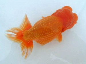 第21回観栄らんちう会品評大会 東大関　森下太郎　広島市