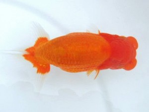 第21回観栄らんちう会品評大会 西大関　竹内隆行　広島市