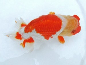 第21回観栄らんちう会品評大会 立行司　竹村　修　安芸高田市