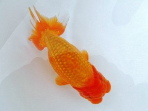 第21回観栄らんちう会品評大会 取締二　森下太郎　広島市