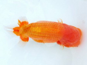 第21回観栄らんちう会品評大会 東大関　賀谷和大　広島市