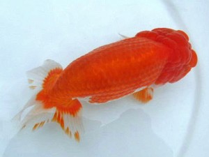 第21回観栄らんちう会品評大会 西大関　香川敏治　広島市