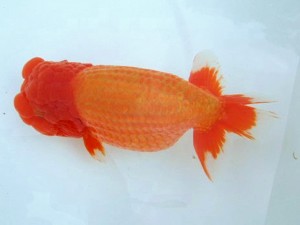 第21回観栄らんちう会品評大会 立行司　賀谷和大　広島市