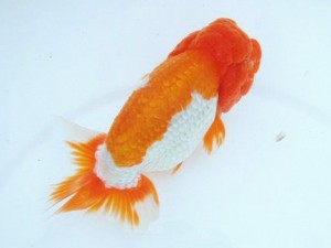 第21回観栄らんちう会品評大会 取締一　桑元明文　世羅町