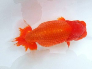 第21回観栄らんちう会品評大会 取締二　森分陵司　広島市