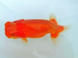 第21回観栄らんちう会品評大会 東大関　大村清人　廿日市市