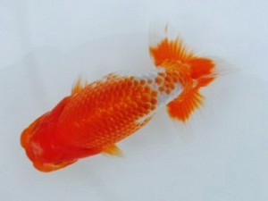 第21回観栄らんちう会品評大会 西大関　小山敏信　東広島市