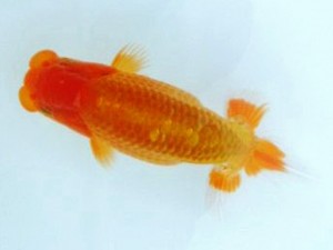 第21回観栄らんちう会品評大会 立行司　清水正雄　和木町