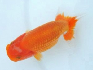 第21回観栄らんちう会品評大会 取締一　中下　勉　広島市