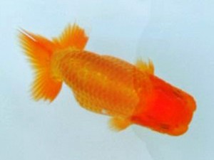 第21回観栄らんちう会品評大会 取締二　河野弘信　安芸高田市