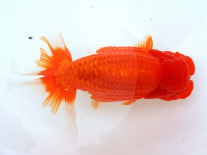 第21回観栄らんちう会品評大会 一席 村田幸司 清須市 第21回観栄らんちう会品評大会 一席 村田幸司 清須市