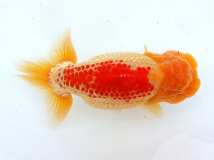 第21回観栄らんちう会品評大会 二席 植田春寿 稲沢市 第21回観栄らんちう会品評大会 二席 植田春寿 稲沢市