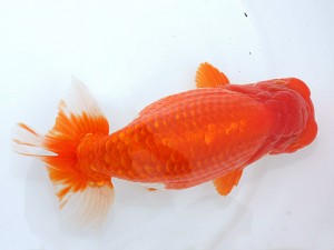 第21回観栄らんちう会品評大会 一席 川口敦司 稲沢市 第21回観栄らんちう会品評大会 一席 川口敦司 稲沢市