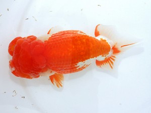 第21回観栄らんちう会品評大会 三席 立松大介 津島市 第21回観栄らんちう会品評大会 三席 立松大介 津島市