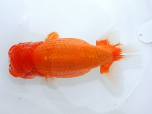 第21回観栄らんちう会品評大会 四席 山田重夫 愛西市 第21回観栄らんちう会品評大会 四席 山田重夫 愛西市