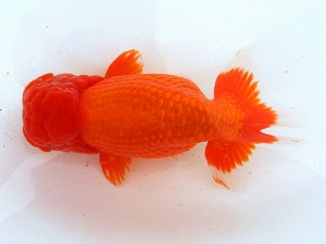 第21回観栄らんちう会品評大会 五席 伊藤勝敏 津島市 第21回観栄らんちう会品評大会 五席 伊藤勝敏 津島市