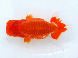 第21回観栄らんちう会品評大会 三席 伊藤高広 名古屋市 第21回観栄らんちう会品評大会 三席 伊藤高広 名古屋市