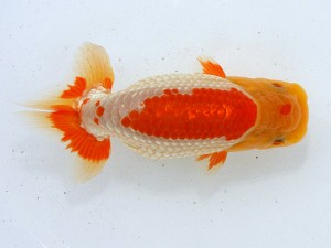 第21回観栄らんちう会品評大会 四席 植田春寿 稲沢市 第21回観栄らんちう会品評大会 四席 植田春寿 稲沢市