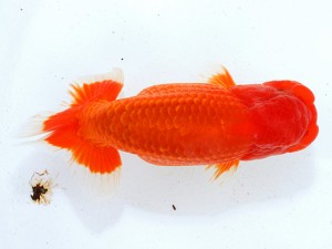 第21回観栄らんちう会品評大会 五席 鎌田芳男 稲沢市 第21回観栄らんちう会品評大会 五席 鎌田芳男 稲沢市