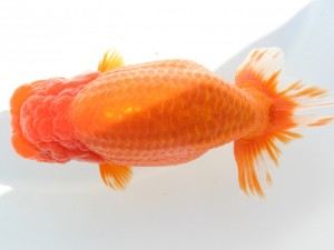 香川晃鱗会 東大関　小野敏郎　新居浜