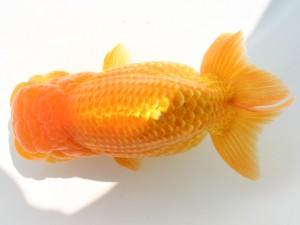 香川晃鱗会 取締一　松本孝司　四国中央市