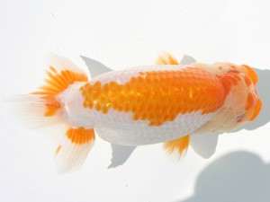 香川晃鱗会 取締二　中村優作　西条市