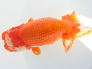 香川晃鱗会 東大関　加藤弘志　倉敷市