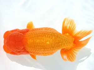 香川晃鱗会 西大関　中島健一郎　浅口市