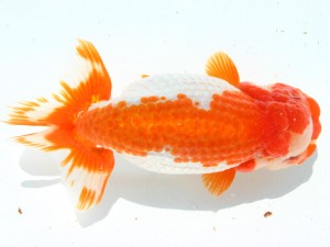 香川晃鱗会 立行司　小野敏郎　新居浜