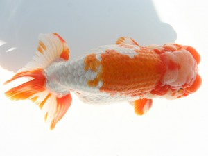 香川晃鱗会 取締一　宇川順治　三豊市