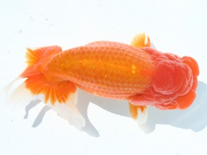 香川晃鱗会 取締二　石川伸二　四国中央市