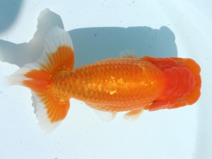 香川晃鱗会 東大関　真鍋弘義　三豊市