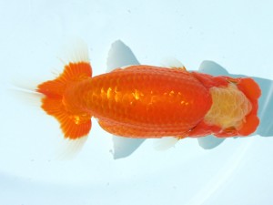 香川晃鱗会 西大関　佐々木昭　さぬき市