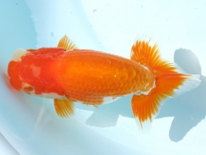 香川晃鱗会 立行司　南堀満良　小豆島