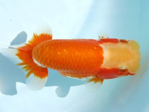 香川晃鱗会 取締一　天毛雄義　小豆島