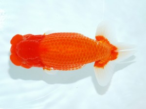 第21回観栄らんちう会品評大会 東大関　松田　勝