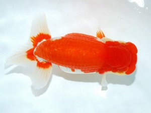 第21回観栄らんちう会品評大会 西大関　高橋和敬