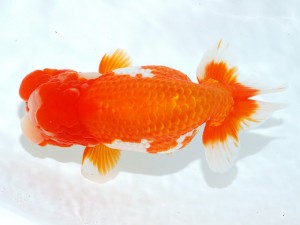 第21回観栄らんちう会品評大会 立行司　松田　勝