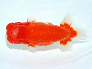 第21回観栄らんちう会品評大会 取締一　杉澤　望