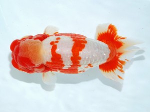 第21回観栄らんちう会品評大会 取締二　五十嵐　稔