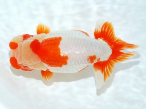 第21回観栄らんちう会品評大会 東大関　石橋賢治