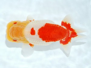 第21回観栄らんちう会品評大会 西大関　松田　勝