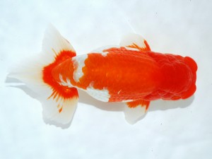 第21回観栄らんちう会品評大会 立行司　芦川博康