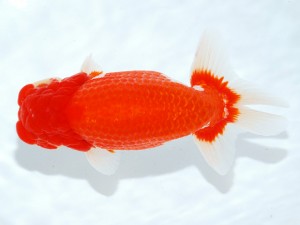 第21回観栄らんちう会品評大会 取締一　田島　貢