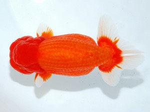 第21回観栄らんちう会品評大会 取締二　田島　貢