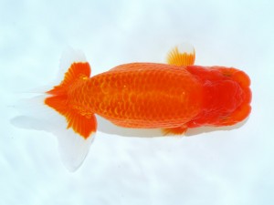 第21回観栄らんちう会品評大会 東大関　渡邉崇光