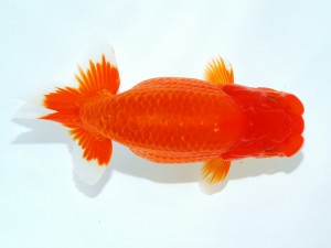 第21回観栄らんちう会品評大会 西大関　渡邉崇光