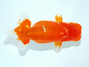 第21回観栄らんちう会品評大会 立行司　渡邉崇光