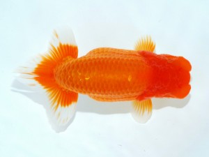 第21回観栄らんちう会品評大会 取締一　芦川博康