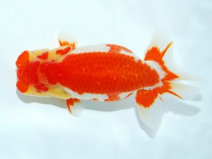 第21回観栄らんちう会品評大会 取締二　渡邉崇光